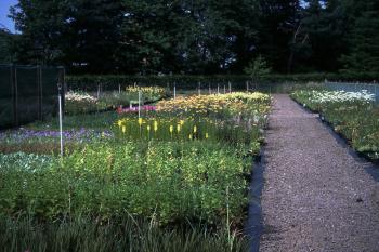 Herbaceous beds at Berrybank